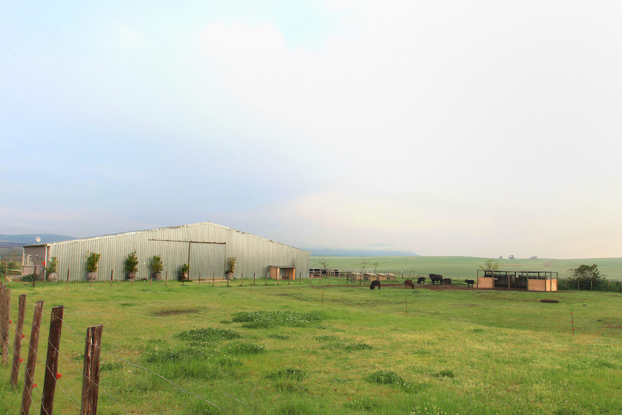 buffaloridgefarm1